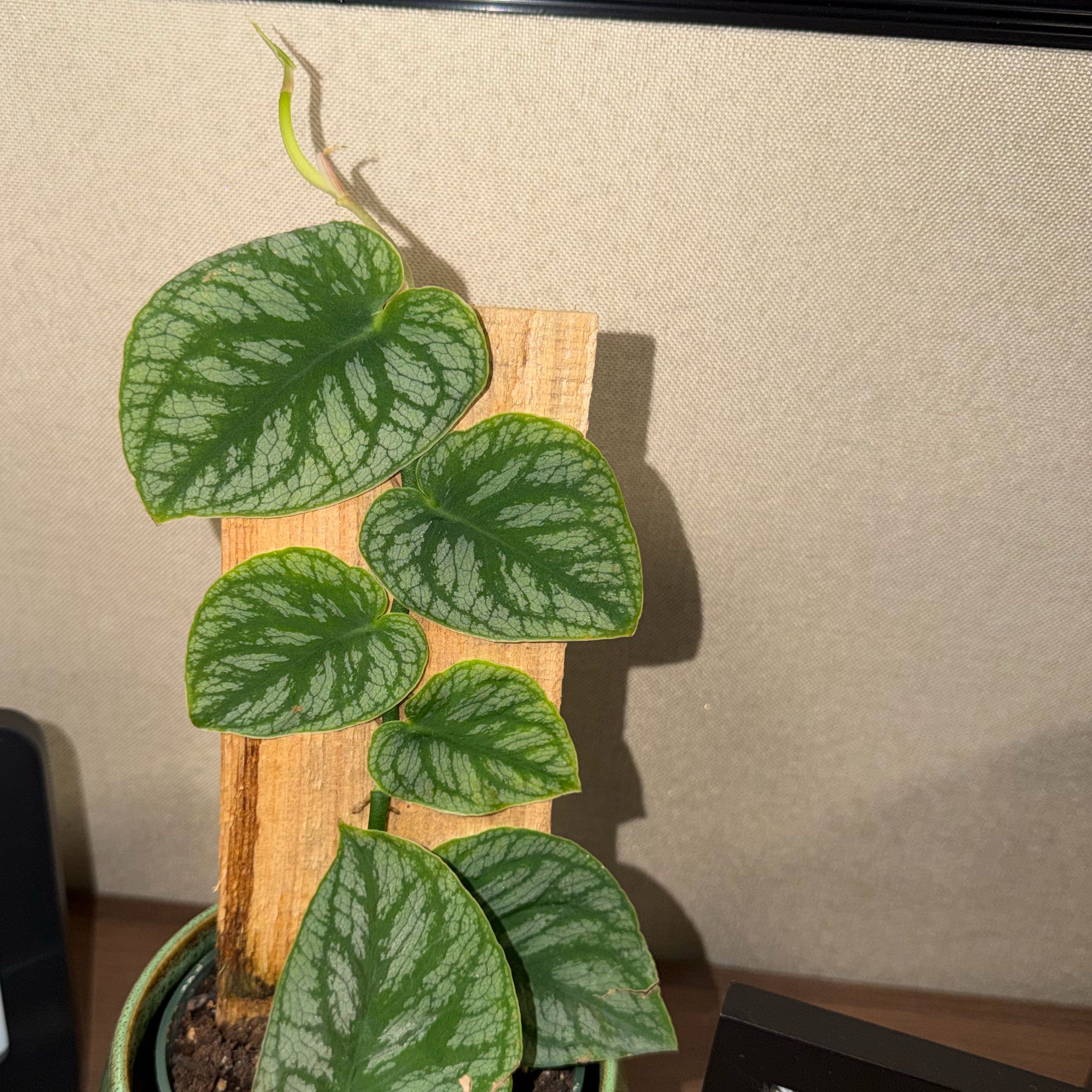 Photo of the plant species Shingle Plant by @BlessedKaro84 named Tree Diddy on Greg, the plant care app