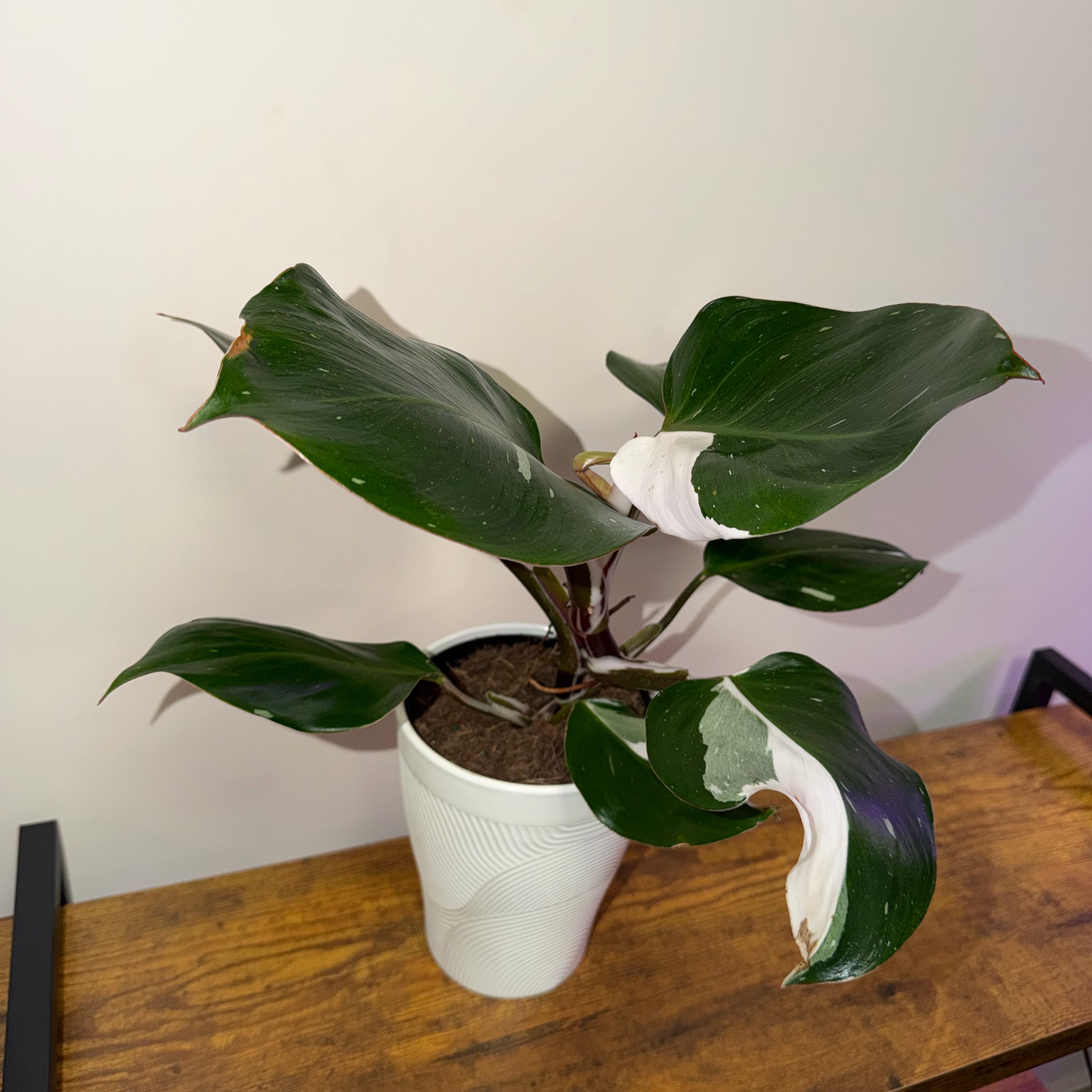 Photo of the plant species White Knight Philodendron by @BlessedKaro84 named Kesha on Greg, the plant care app