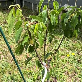 Photo of the plant species Sweet Cherry by @CourtlyDuwei68 named Nithin on Greg, the plant care app