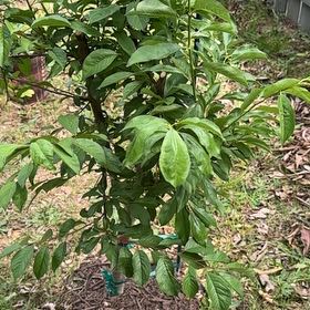 Photo of the plant species Cherry Laurel by @CourtlyDuwei68 named Gaga on Greg, the plant care app