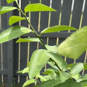 Photo of the plant species Mock Orange by @CourtlyDuwei68 named Surya on Greg, the plant care app