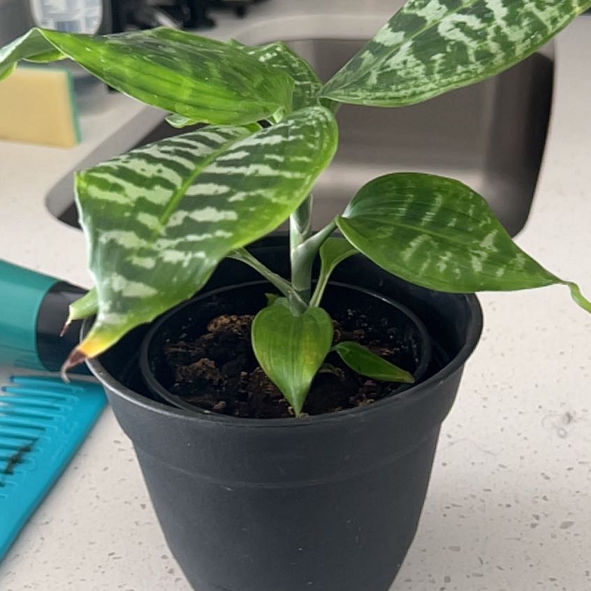 Photo of the plant species Zebra Striped Dragon Tree by @TryHoyalisa39 named Marty on Greg, the plant care app