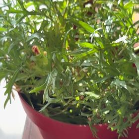 Photo of the plant species Marguerite by @HeadBlueweed60 named McKinley on Greg, the plant care app