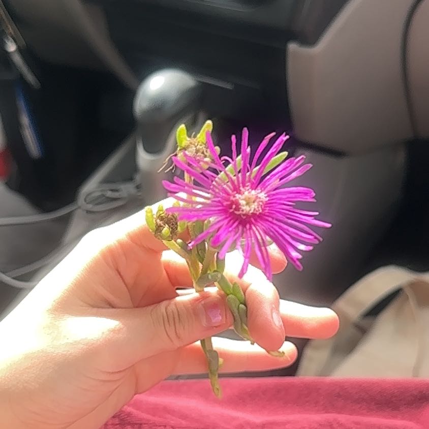 Photo of the plant species Drosanthemum Floribundum by @ArtisanTaro19 named Lavender on Greg, the plant care app