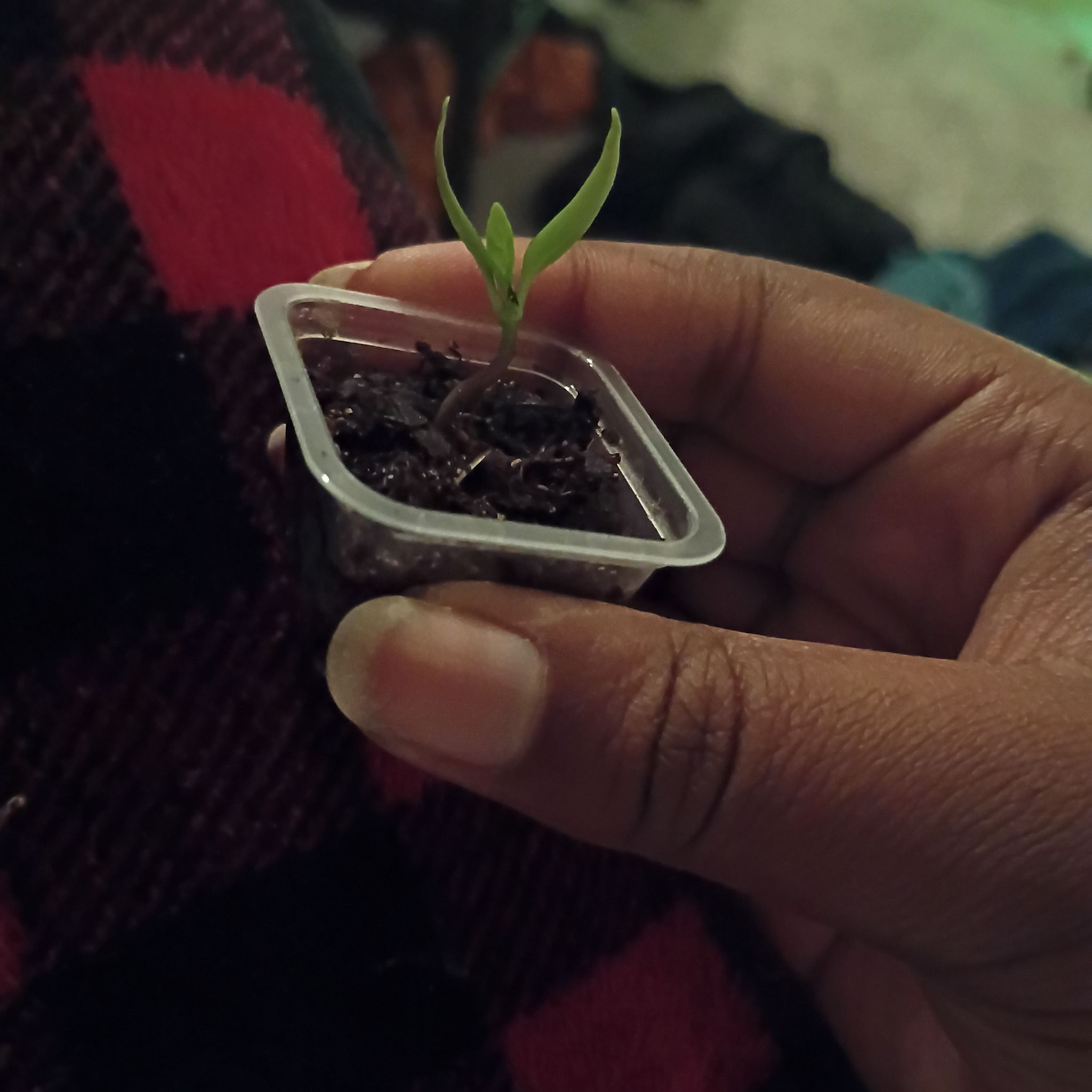 Photo of the plant species Golden Cayenne Pepper by @SubstantCat84 named Kardashian on Greg, the plant care app