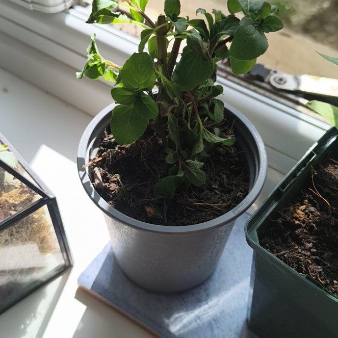 Photo of the plant species Lemon Mint by @YesRedbetel50 named McKinley on Greg, the plant care app