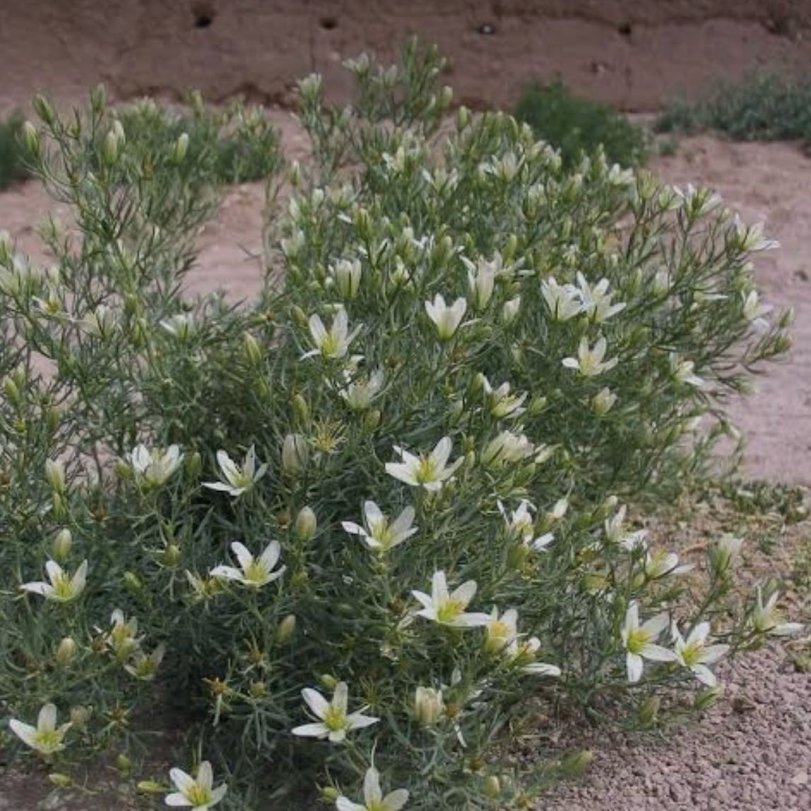 Photo of the plant species Harmal Peganum by @bomboclat named Lola on Greg, the plant care app