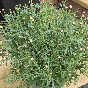 Photo of the plant species Marguerite by @CrucialDewberry named Austen on Greg, the plant care app