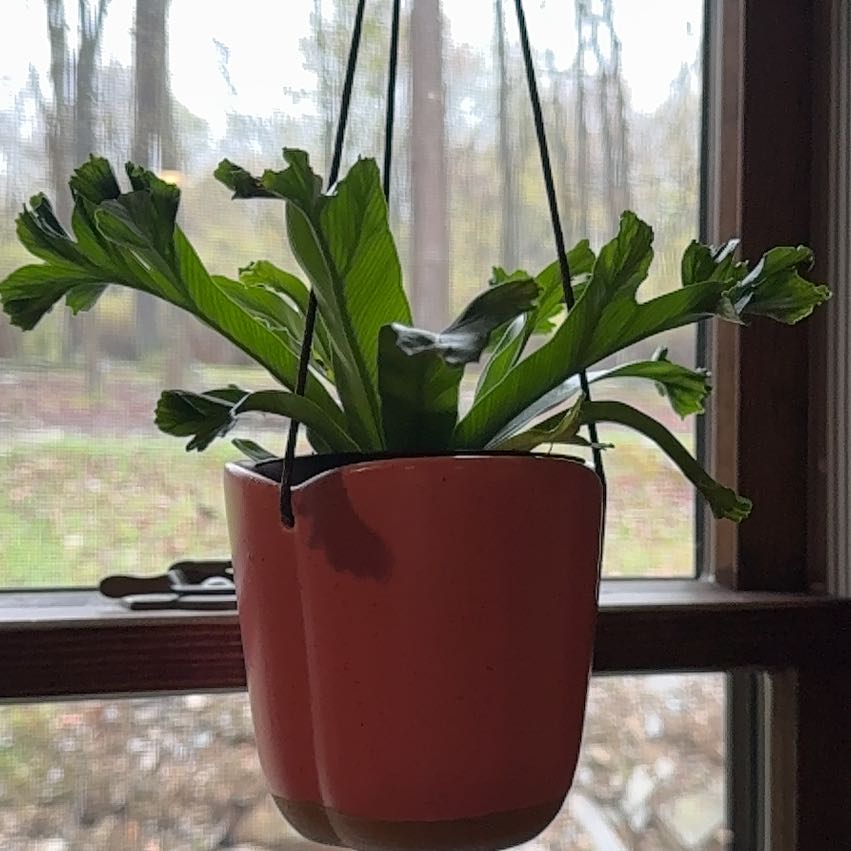 Photo of the plant species Japanese Bird's Nest Fern by @AvidApple72 named Oscar on Greg, the plant care app