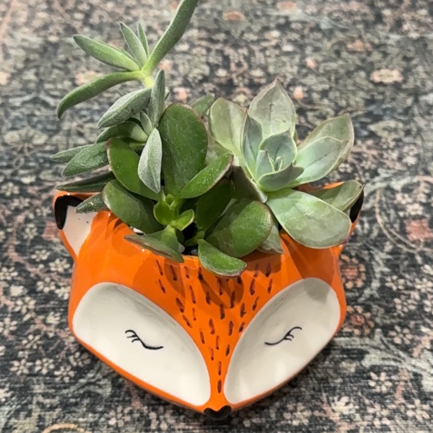 Photo of the plant species Variety Succulents by @AvidApple72 named Osmo on Greg, the plant care app