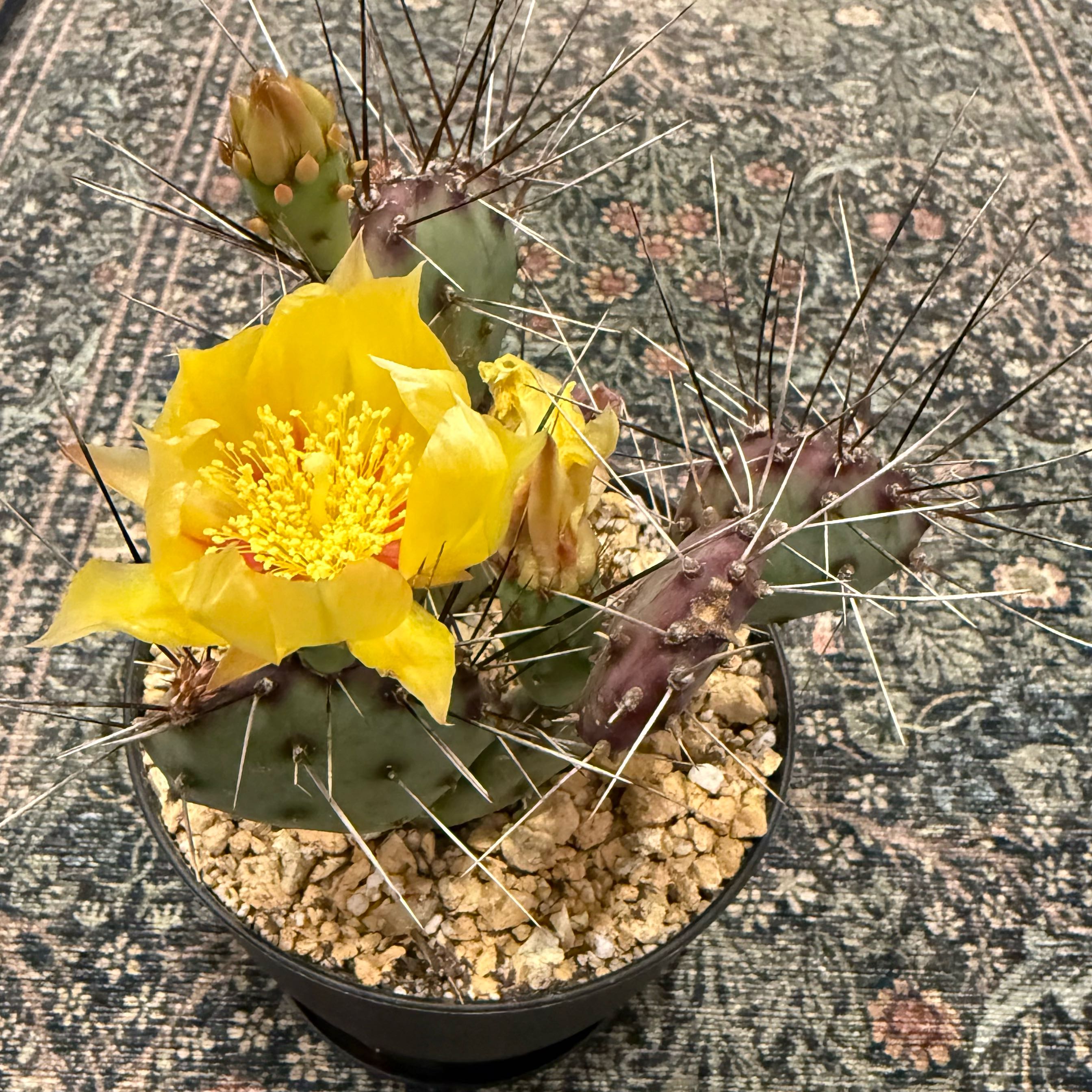 Photo of the plant species Brownspine Prickly Pear by @AvidApple72 named Fernie Mac on Greg, the plant care app