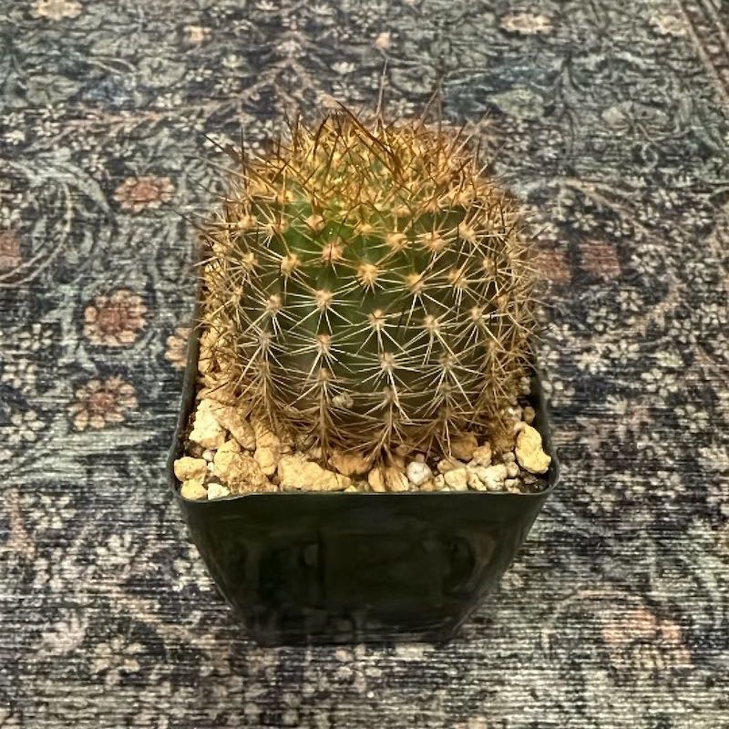 Photo of the plant species Torch Cactus by @AvidApple72 named Huckleberry Fern on Greg, the plant care app