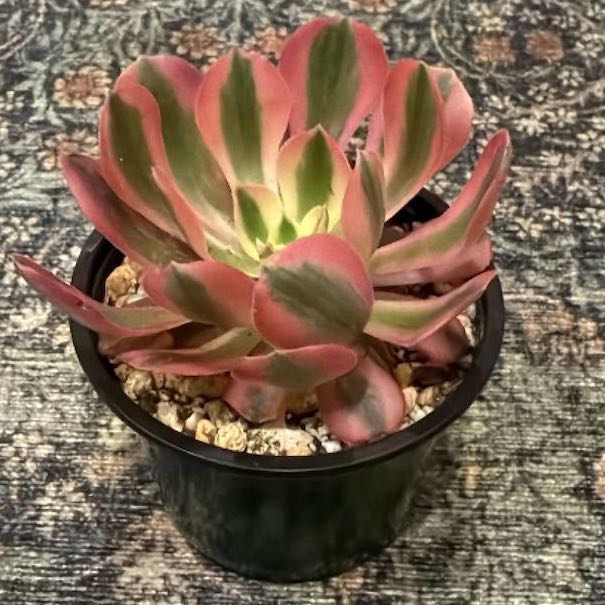 Photo of the plant species Aeonium 'Pink Witch' by @AvidApple72 named Hemingway on Greg, the plant care app
