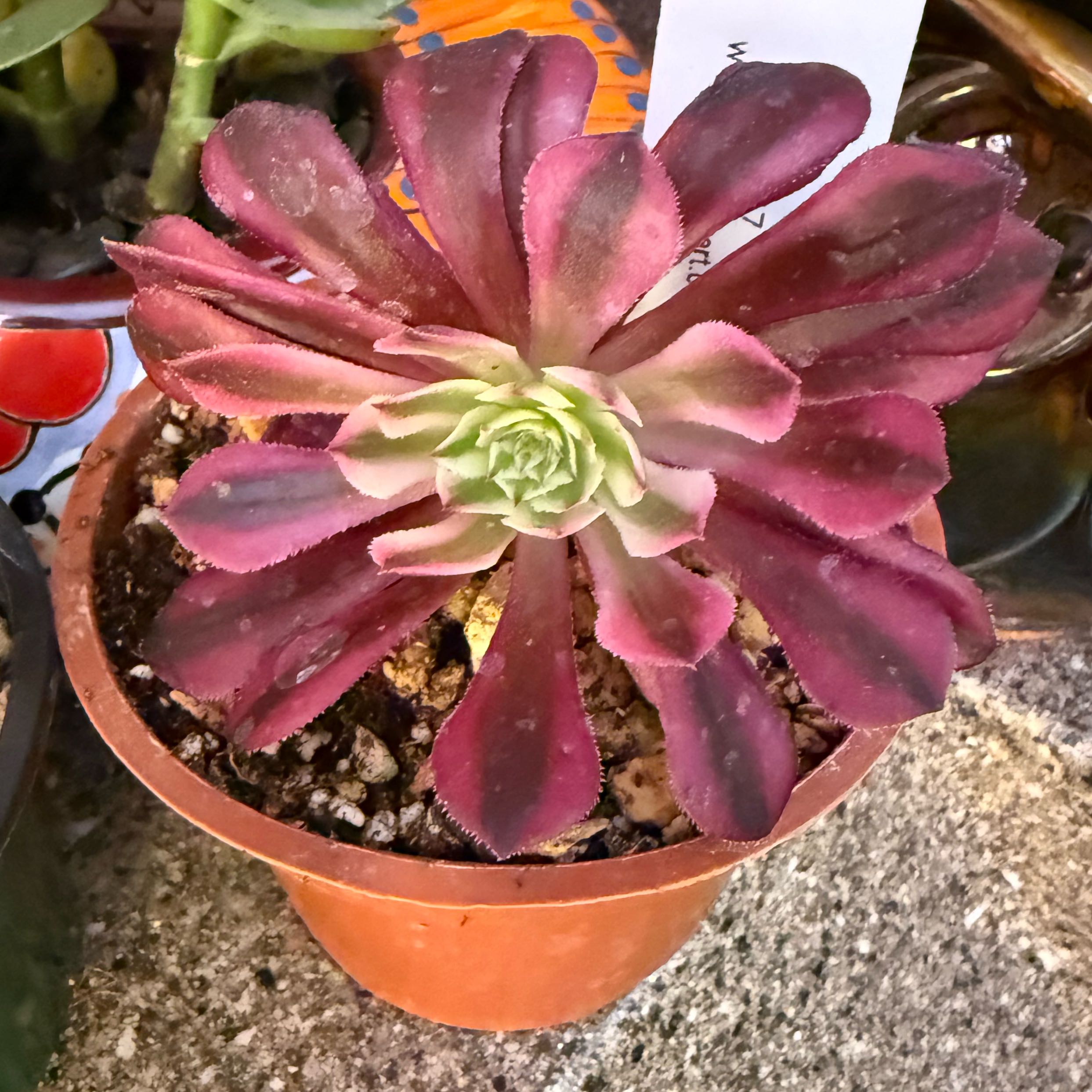 Photo of the plant species Aeonium Medusa by @AvidApple72 named Harper on Greg, the plant care app