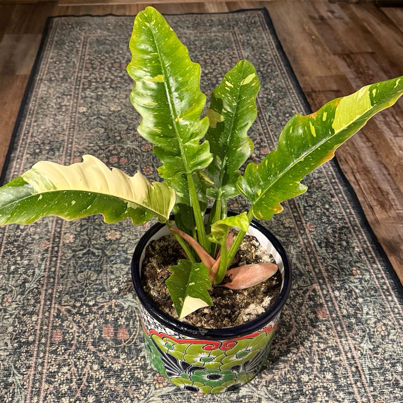 Photo of the plant species Varigated Ring of Fire by @AvidApple72 named Dax on Greg, the plant care app