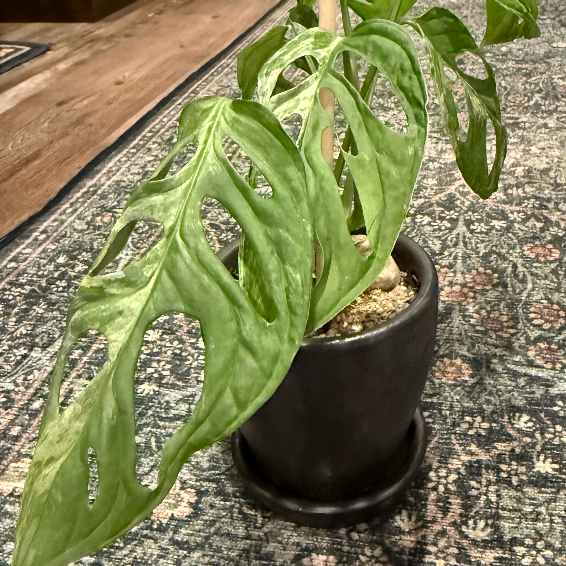 Photo of the plant species variegated monkey mask by @AvidApple72 named Girlfrond on Greg, the plant care app