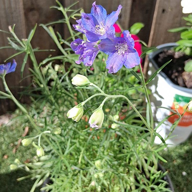 Photo of the plant species Siberian Larkspur by @BabyTanekaha14 named Marilyn on Greg, the plant care app