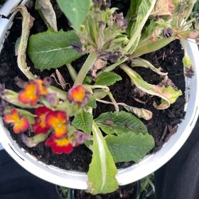 Photo of the plant species Common Primrose by @TopAnahaw71 named Curie on Greg, the plant care app