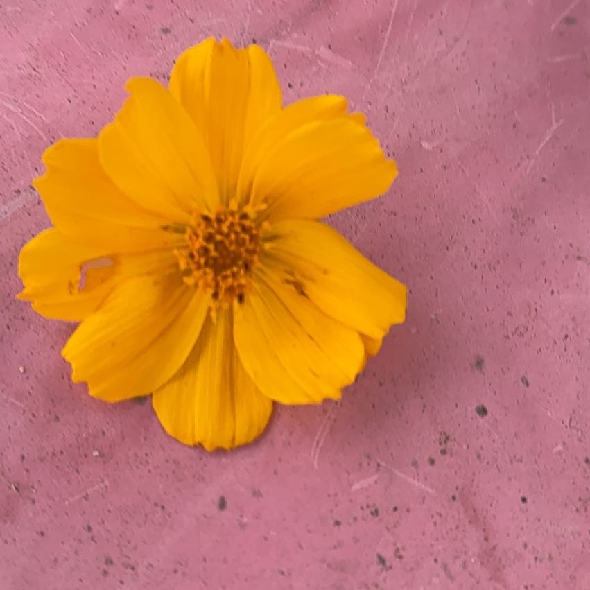 Photo of the plant species Sulphur Cosmos by @AlwaysDodder54 named Scarlett on Greg, the plant care app