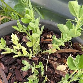 Photo of the plant species Beach Pea by @AlwaysDodder54 named Figyonce on Greg, the plant care app