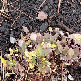 Photo of the plant species Northern Shorewort by @AlwaysDodder54 named Marley on Greg, the plant care app