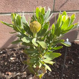 Photo of the plant species Red Pincushion-Protea by @VastPuka22 named Fernie Saunders on Greg, the plant care app
