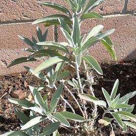 Photo of the plant species White Sage by @VastPuka22 named Einstein on Greg, the plant care app