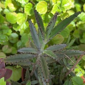 Photo of the plant species Houghton's Hybrid by @VastPuka22 named Sol on Greg, the plant care app