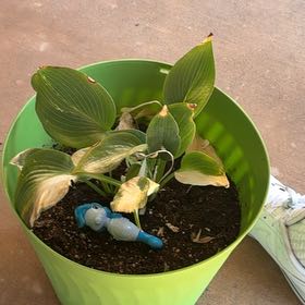 Photo of the plant species Siebold's Plantain Lily by @WholeCebenese38 named grandma on Greg, the plant care app