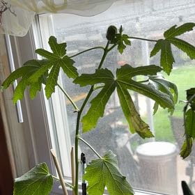 Photo of the plant species Abelmoschus Esculentus by @PremierIcarus41 named Marilyn on Greg, the plant care app