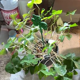 Photo of the plant species Pink Woodsorrel by @PremierIcarus41 named LiloStitch on Greg, the plant care app