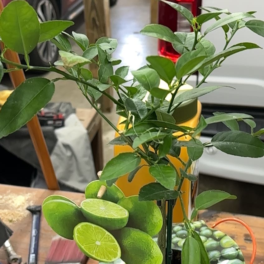 Photo of the plant species Mock Orange by @CordialViolet8 named Prince on Greg, the plant care app