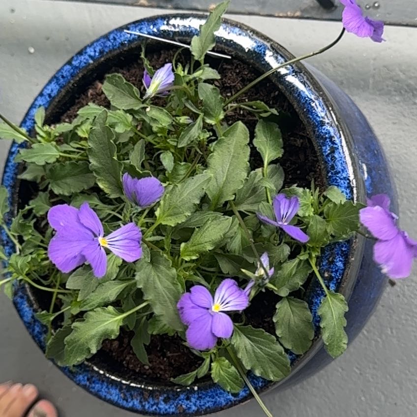 Photo of the plant species Corsican Violet by @PetLaceyoak36 named Percy uh on Greg, the plant care app