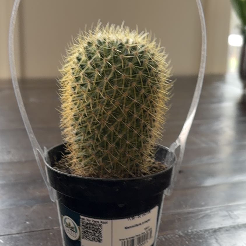 Photo of the plant species Mammillaria pringlei by @FairWingfern43 named Winston on Greg, the plant care app