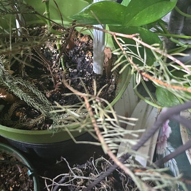 Photo of the plant species White Fir by @ZarfAsianpear31 named Sherlock on Greg, the plant care app