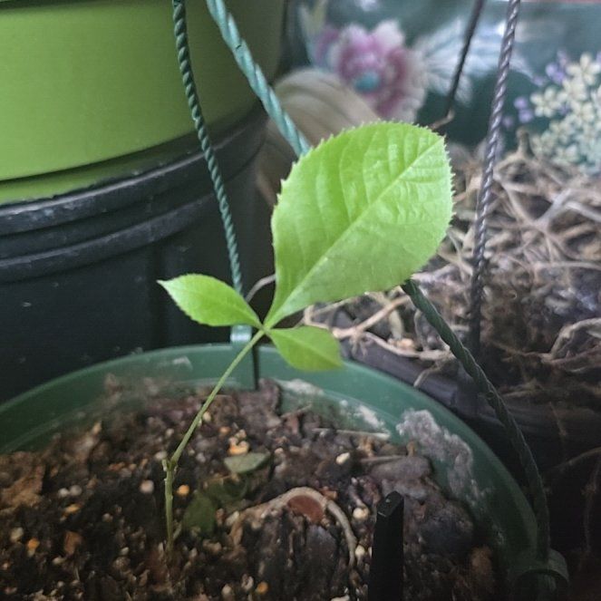 Photo of the plant species Green Ash by @ZarfAsianpear31 named Elina on Greg, the plant care app
