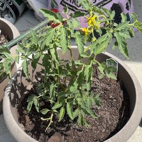 Photo of the plant species Cherokee Purple Tomato by @ExclusiveMint13 named Joe Sasto on Greg, the plant care app