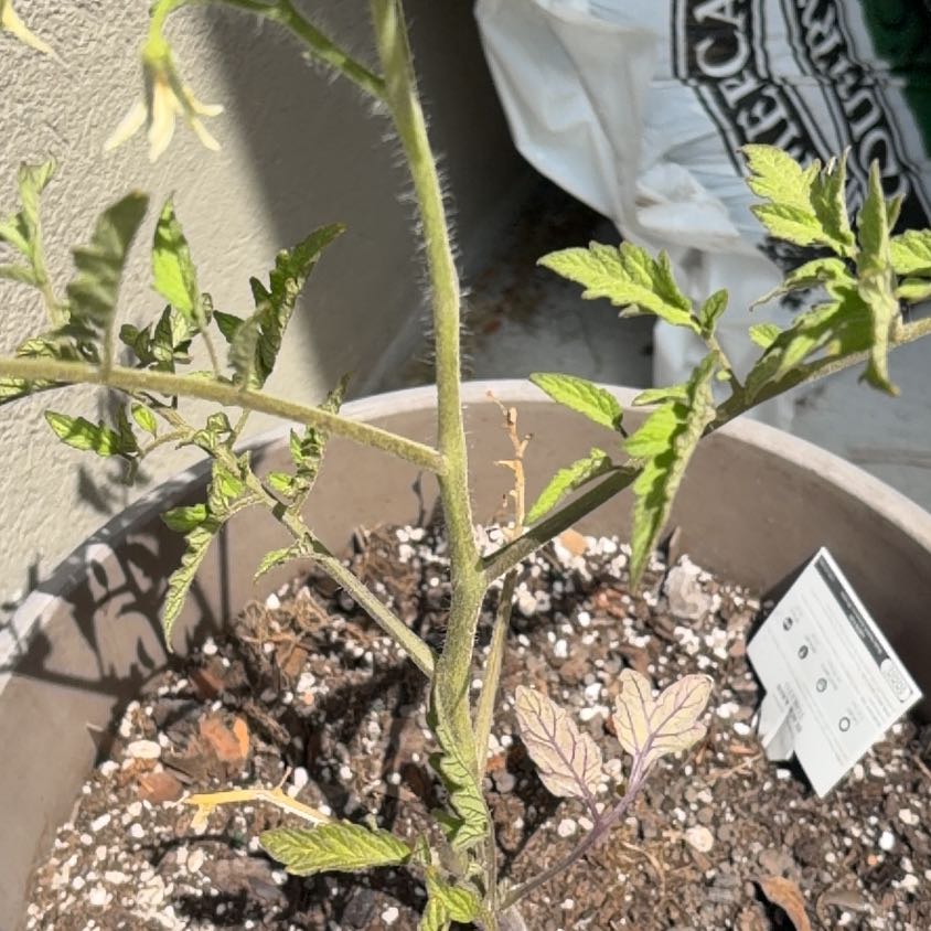 Photo of the plant species Black Beauty Tomato by @ExclusiveMint13 named Amanda on Greg, the plant care app