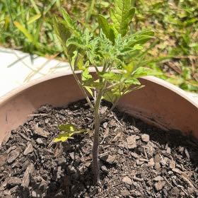 Photo of the plant species Cherry Tomato by @ExclusiveMint13 named Volt on Greg, the plant care app