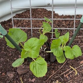 Photo of the plant species Yellow Squash by @ExclusiveMint13 named Damaris on Greg, the plant care app