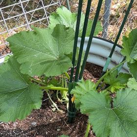 Photo of the plant species Black Beauty Zucchini by @ExclusiveMint13 named Antonia on Greg, the plant care app