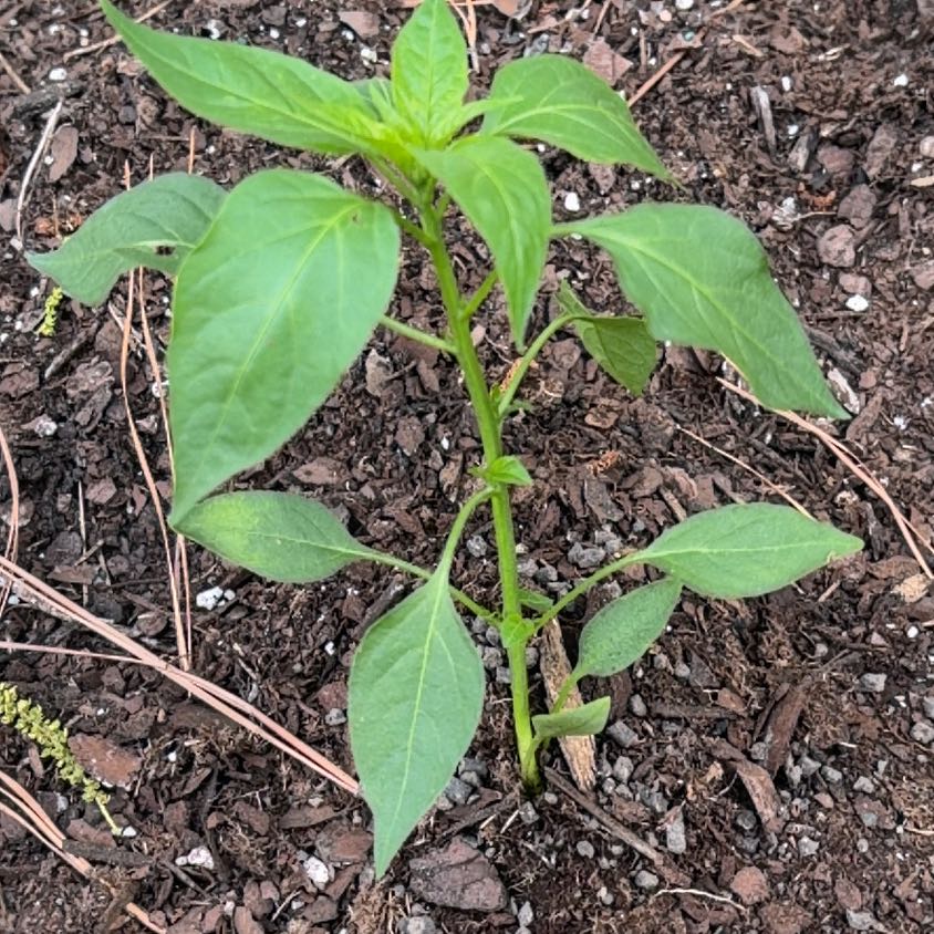 Photo of the plant species Sweet Pepper 'Shishito' by @ExclusiveMint13 named Shota on Greg, the plant care app