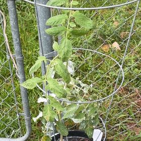 Photo of the plant species Tomato 'Better Boy' by @ExclusiveMint13 named Nancy on Greg, the plant care app