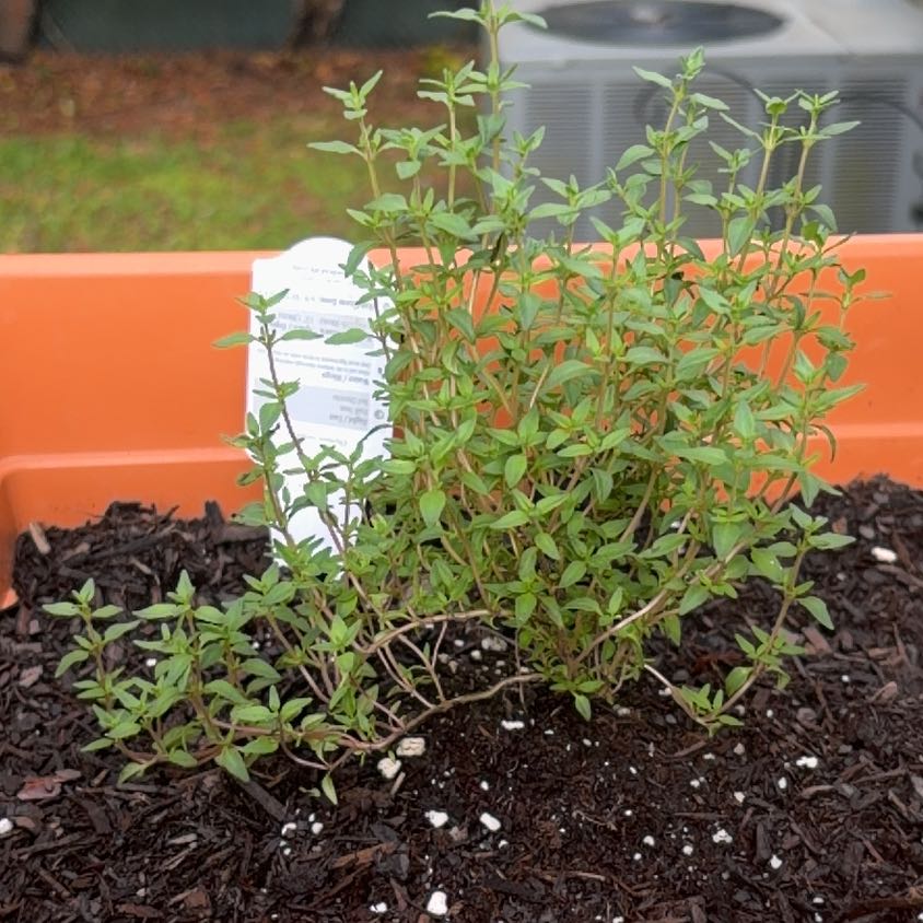 Photo of the plant species French Thyme by @ExclusiveMint13 named Julia on Greg, the plant care app
