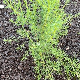 Photo of the plant species Kali tragus by @SirCapeivy24 named Sproutacus on Greg, the plant care app