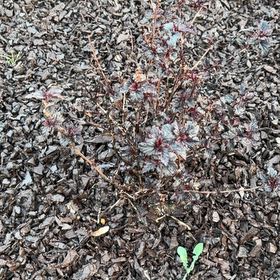 Photo of the plant species Milk Purslane by @SirCapeivy24 named Eva on Greg, the plant care app