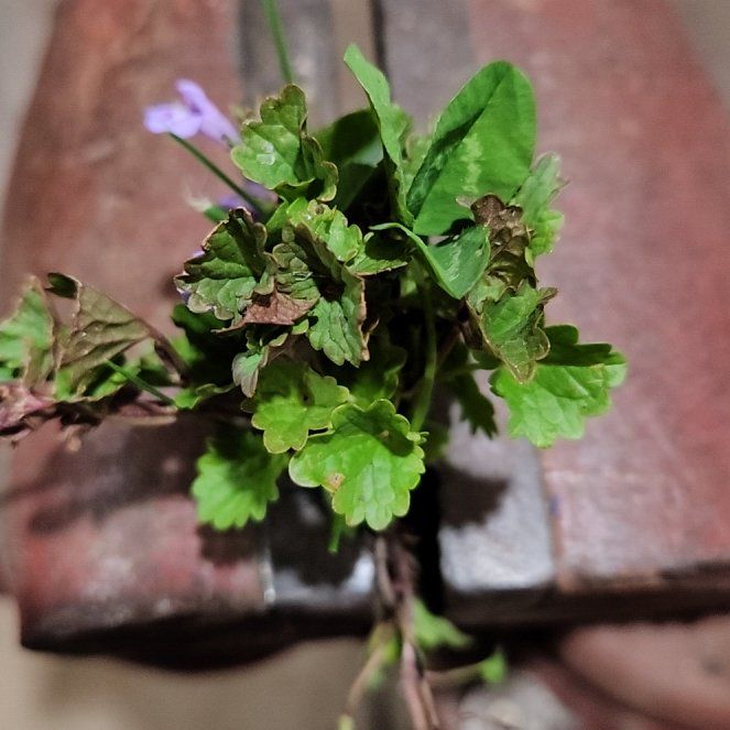 Photo of the plant species Creeping Charlie by @RealSedge85 named Marilyn on Greg, the plant care app
