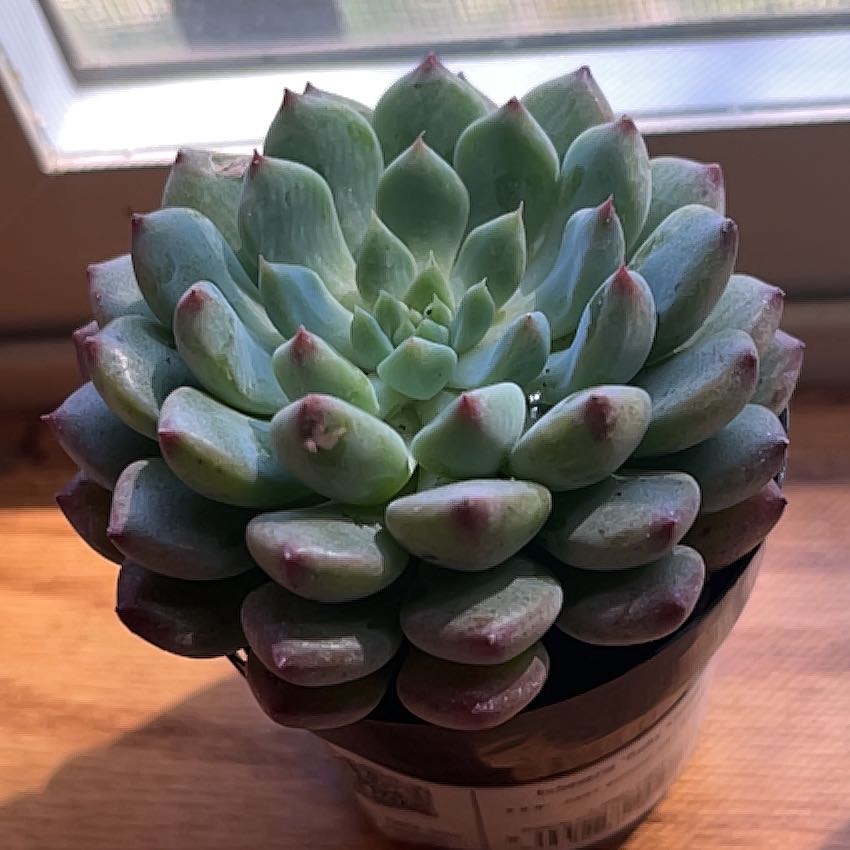 Photo of the plant species Echeveria Ruby Kissed by @NoblyPeanut41 named Ruby on Greg, the plant care app