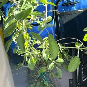 Photo of the plant species Holy Basil (Tulsi) by @SugarChayote95 named Surya on Greg, the plant care app