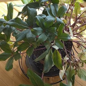 Photo of the plant species Lenten Rose by @FirstWhitefir40 named Lebron on Greg, the plant care app